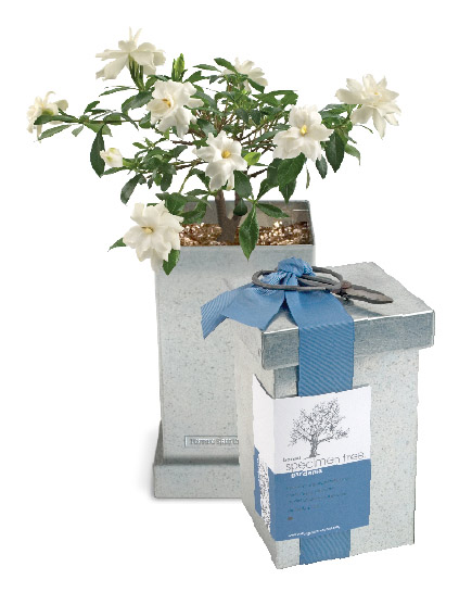 The winner will receive this grow-able gardenia bonsai kit from the Museum Store!